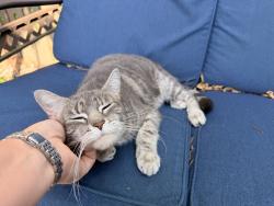 Found/Stray Female Cat last seen Reynolds/Airport, Toledo, OH 43615