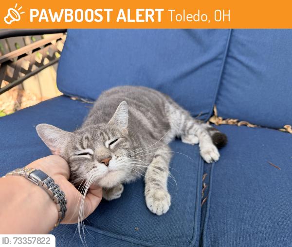Found/Stray Female Cat last seen Reynolds/Airport, Toledo, OH 43615