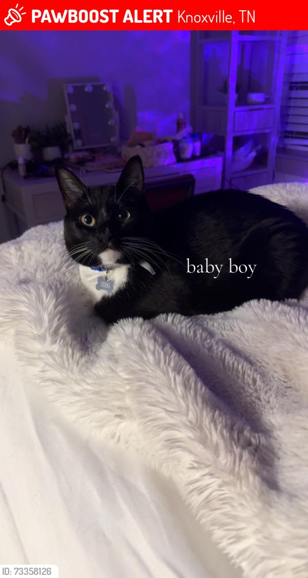 Lost Male Cat last seen Henley Street, Knoxville, TN 37920