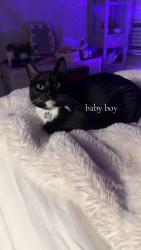 Lost Male Cat last seen Henley Street, Knoxville, TN 37920