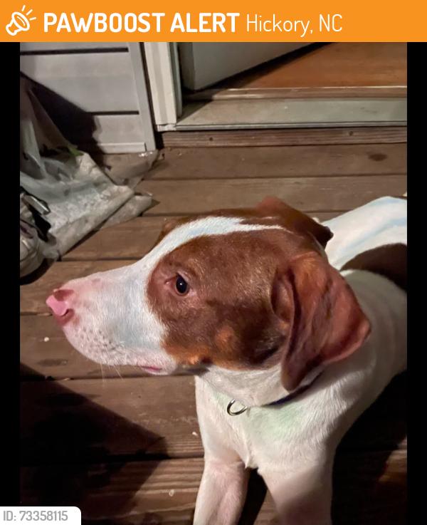 Found/Stray Male Dog last seen Viewmont Hwy 127 Hickory,NC, Hickory, NC 28602