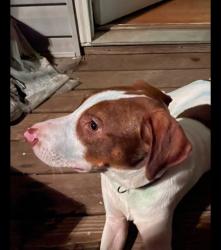 Found/Stray Male Dog last seen Viewmont Hwy 127 Hickory,NC, Hickory, NC 28602