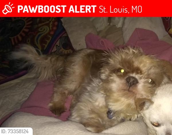 Lost Male Dog last seen Hurck, St. Louis, MO 63111