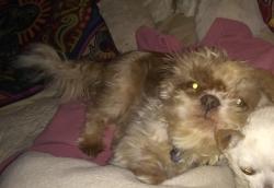 Lost Male Dog last seen Hurck, St. Louis, MO 63111