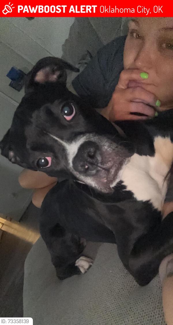 Lost Female Dog last seen Near NE 10th street, Oklahoma City, OK 73117