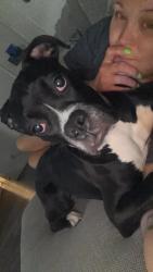 Lost Female Dog last seen Near NE 10th street, Oklahoma City, OK 73117