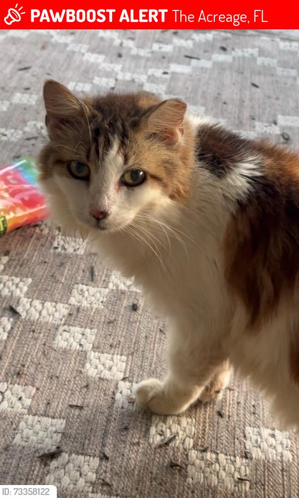 Lost Female Cat last seen 72nd rd n & Seminole Pratt, The Acreage, FL 33470