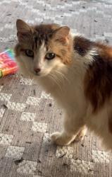 Lost Female Cat last seen 72nd rd n & Seminole Pratt, The Acreage, FL 33470