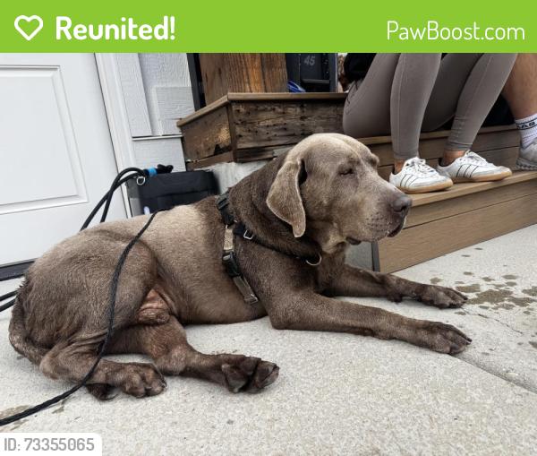 Reunited Male Dog last seen Burgi Lane &, Interlaken Dr, Midway, UT 84049, USA, Midway, UT 84049
