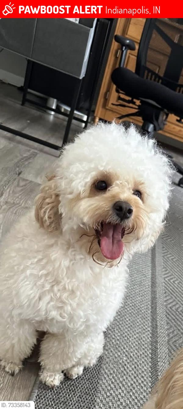 Lost Male Dog last seen Trace ln Indianapolis, Indianapolis, IN 46260
