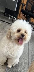 Lost Male Dog last seen Trace ln Indianapolis, Indianapolis, IN 46260