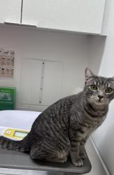 Lost Male Cat last seen Near la tarriga way, Sacramento, CA 95823