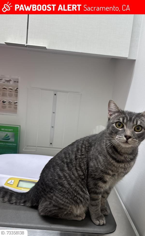 Lost Male Cat last seen Near la tarriga way, Sacramento, CA 95823