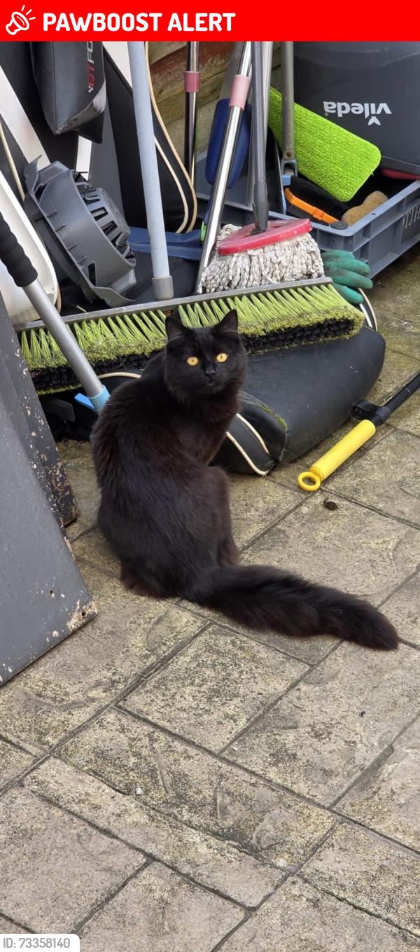 Lost Male Cat last seen Maple Avenue, Audenshaw, England M34 5SG