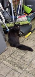 Lost Male Cat last seen Maple Avenue, Audenshaw, England M34 5SG