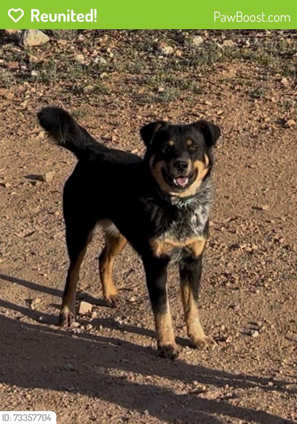 Reunited Female Dog last seen Near N Sandario Rd, Tucson, AZ 85743, USA, Tucson, AZ 85743