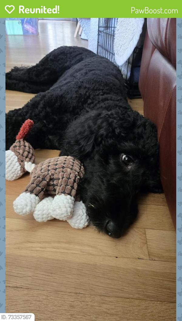 Reunited Female Dog last seen Ruffin drive, Fairfax, VA 22030