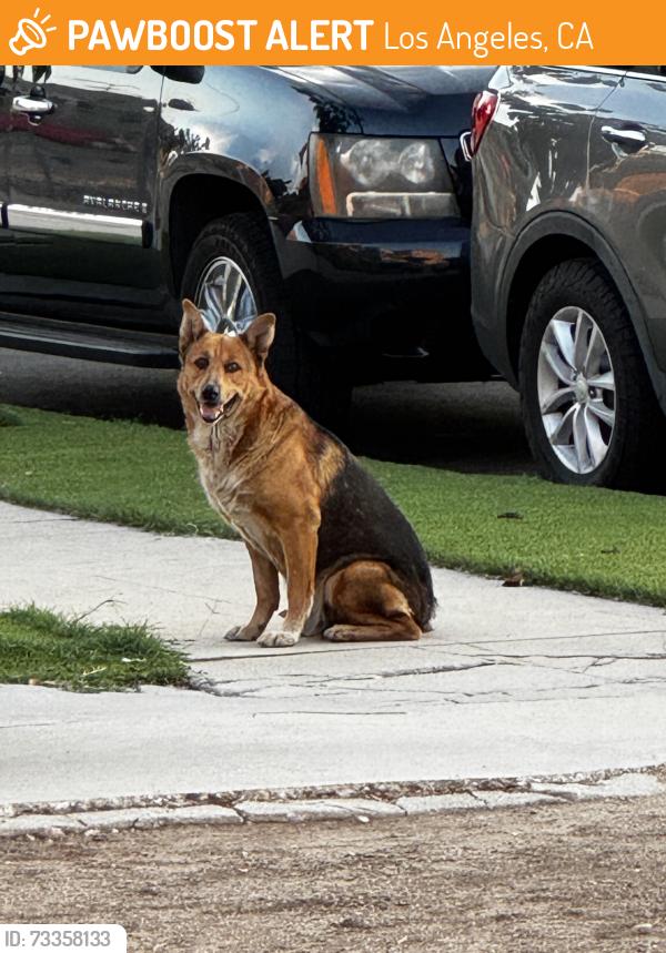 Found/Stray Male Dog last seen 104th, 106th, Ruthelen St., Los Angeles, CA 90047