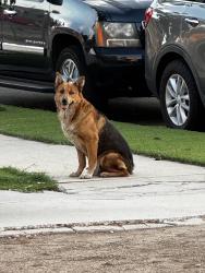Found/Stray Male Dog last seen 104th, 106th, Ruthelen St., Los Angeles, CA 90047