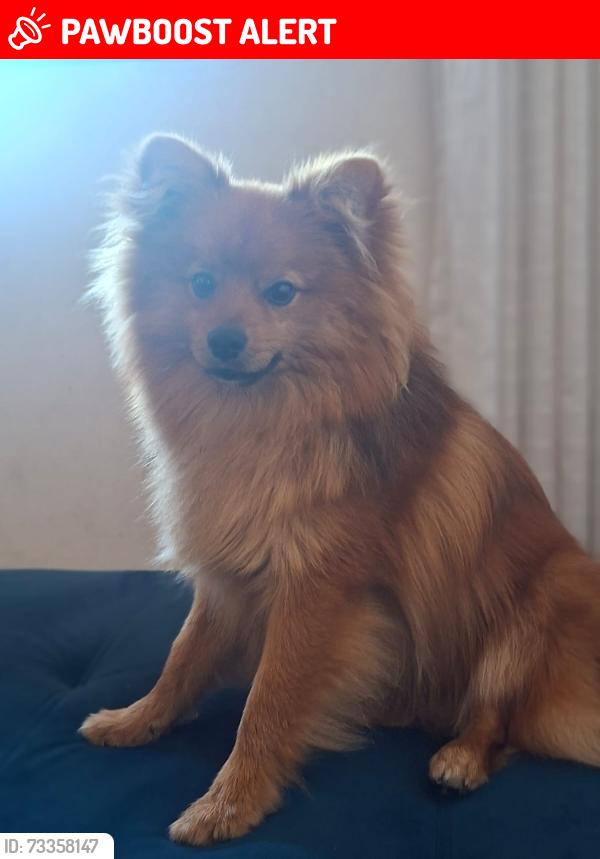 Lost Male Dog last seen rua arthur alvim, proximo a praça guajara mirim, Vila Santa Teresa, SP 03565-010