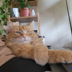 Reunited Male Cat last seen East 7th ave and Fraser St, Vancouver, BC V5T 1P3