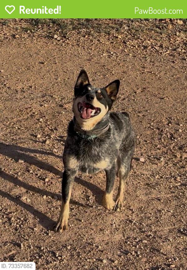Reunited Female Dog last seen Near N Sandario Rd, Tucson, AZ 85743, USA, Tucson, AZ 85743