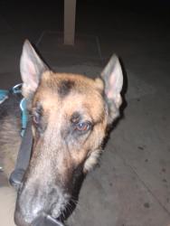 Reunited Male Dog last seen 19th Ave & Indian school at Title Max, Phoenix, AZ 85023