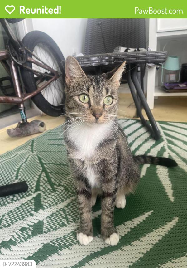 Reunited Female Cat last seen Near blue apmt complex off south indian River drive, Fort Pierce, FL 34950