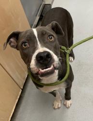 Shelter Stray Female Dog last seen Forest park, 8485 E Reno Ave, Midwest City, OK 73110, USA