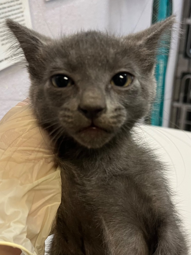 Shelter Stray Male Cat last seen Bexar County, 3353 Morningside Dr, New Braunfels, TX 78132, USA