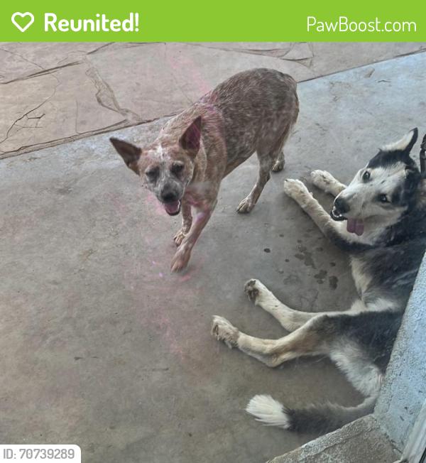 Reunited Female Dog last seen Mesa dr and 7th ave, Mesa, AZ 85210