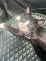 Lost Male Cat last seen Enwood dr, St. Peters, MO 63376