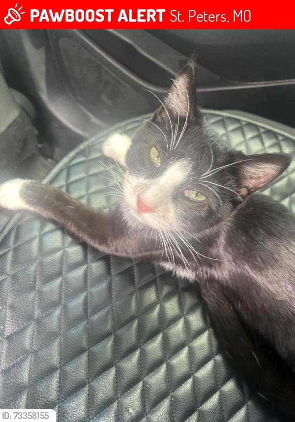 Lost Male Cat last seen Enwood dr, St. Peters, MO 63376