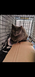 Lost Female Cat last seen Near r st nw, Washington, DC 20001