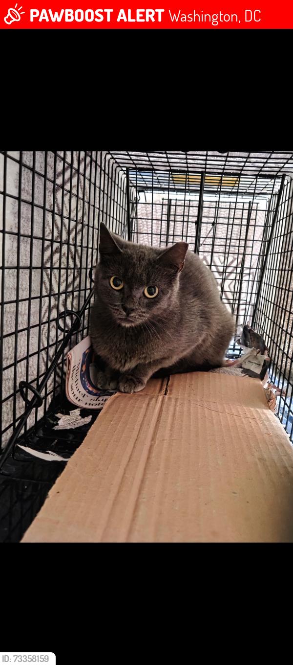 Lost Female Cat last seen Near r st nw, Washington, DC 20001