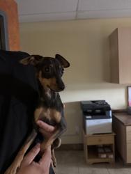Found/Stray Unknown Dog last seen Azusa and foothill, Azusa, CA 91702