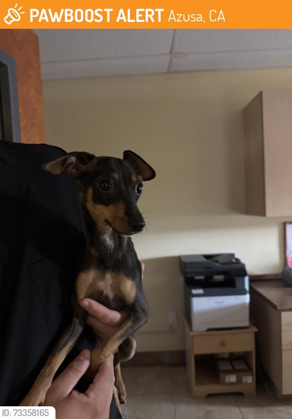 Found/Stray Unknown Dog last seen Azusa and foothill, Azusa, CA 91702