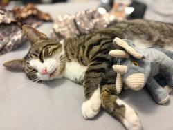 Reunited Female Cat last seen Wakering road/ poynters lane end, Southend-on-Sea, England 