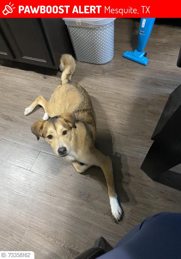 Lost Female Dog last seen Oates, Mesquite, TX 75150