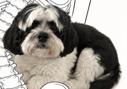 Reunited Female Dog last seen Near sw 6 ave in front of school, Cape Coral, FL 33991