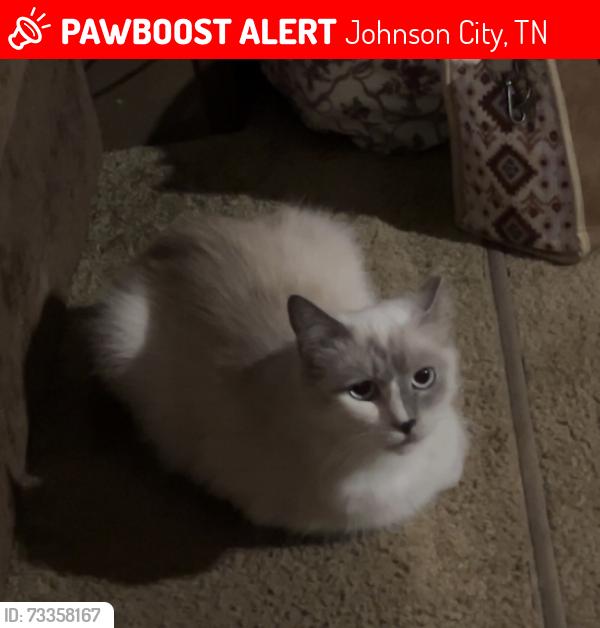 Lost Female Cat last seen Near Cindy drive, Johnson City, TN 37601
