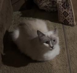 Lost Female Cat last seen Near Cindy drive, Johnson City, TN 37601
