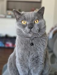 Lost Male Cat last seen Near NE 47th St, Vancouver, WA 98682, USA, Vancouver, WA 98682