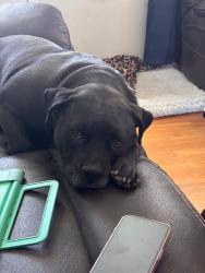 Lost Female Dog last seen Melody and Ballard, Northglenn, CO 80260