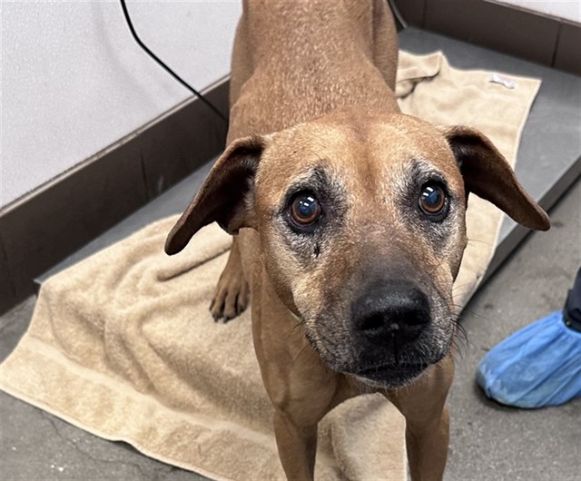 Shelter Stray Male Dog last seen , 4000 N Silverbell Rd, Tucson, AZ 85745, USA