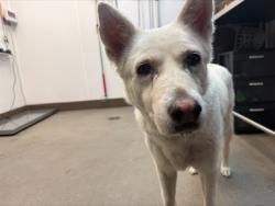 Shelter Stray Female Dog last seen , 4000 N Silverbell Rd, Tucson, AZ 85745, USA