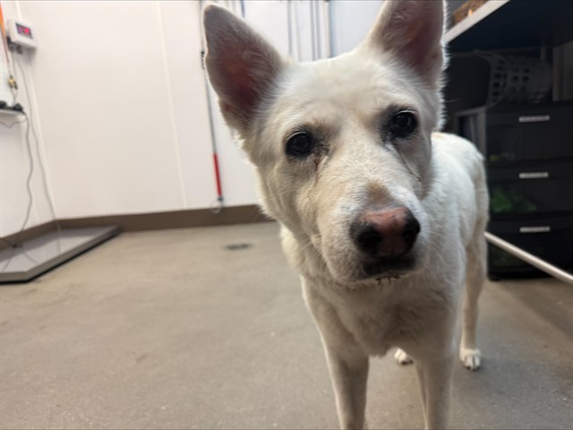 Shelter Stray Female Dog last seen , 4000 N Silverbell Rd, Tucson, AZ 85745, USA