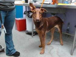 Shelter Stray Male Dog last seen ATRISCO/SAN IGNACIO, 11800 Sunset Gardens Rd SW, Albuquerque, NM 87121, USA