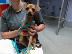 Shelter Stray Female Dog last seen AVENIDA BERNALILLO, 11800 Sunset Gardens Rd SW, Albuquerque, NM 87121, USA