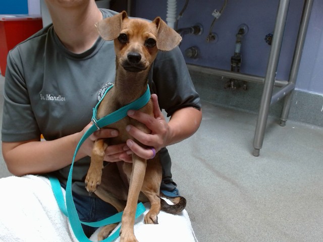 Shelter Stray Female Dog last seen AVENIDA BERNALILLO, 11800 Sunset Gardens Rd SW, Albuquerque, NM 87121, USA